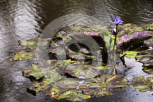 Tropical Rain Drops on a Blooming Lily Pad In Hawaii