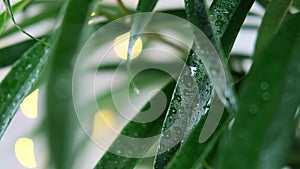 Tropical rain effect, drops falling on Ficus Alii, binnendijkii, green leaves close-up on light background, long leaf plates in