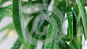 Tropical rain effect, drops falling on Ficus Alii, binnendijkii, green leaves close-up on light background, long leaf plates in