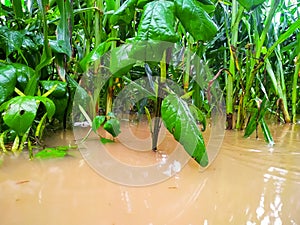 Tropical rain field with green leaves in Guar or cluster bean plants