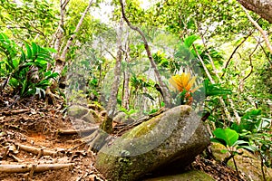 Tropical rain forest