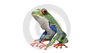 A tropical rain forest animal with vibrant eye isolated on a white background