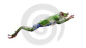 A tropical rain forest animal with vibrant eye isolated on a white background