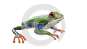 A tropical rain forest animal with vibrant eye isolated on a white background