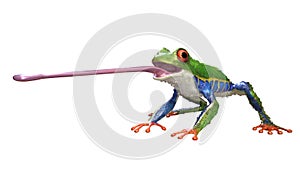 A tropical rain forest animal with vibrant eye isolated on a white background