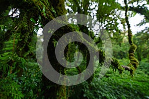 Tropical Rain Forest at Doi Inthanon National Park Chiang Mai Thailand