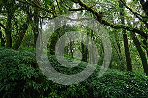 Tropical Rain Forest at Doi Inthanon National Park Chiang Mai Thailand