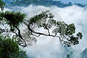 Tropical Rain Forest Feel fresh closeup shot with Fern tree Fog background . National Park Thailand