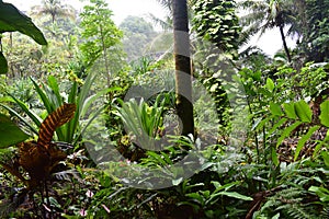 Tropical Rain forest Jungle like setting with very green vegetation