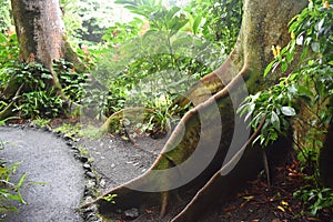 Tropical Rain forest Jungle like setting with very green vegetation