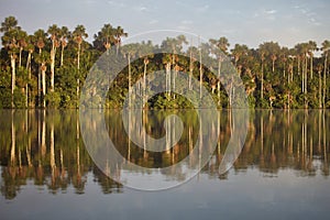 Tropical rain forest, Lake Sandoval, Amazonia, Peru photo