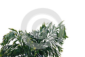 Tropical rain forest palm leaves with branches on white isolated background