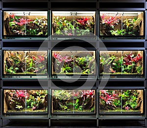 Tropical rain forest terrarium or pet vivarium rack