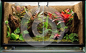 Tropical rain forest terrarium or pet vivarium rack photo