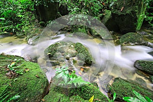 Tropical Rain Forest in Thailand
