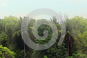 Tropical rain forest.