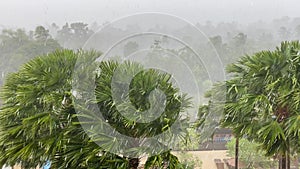 Tropical Rain and Gale Force Winds on Palm Trees