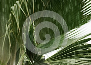 Tropical rain on the leaves of a palm tree