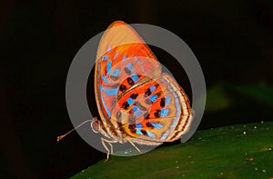 Tropical rainbow butterfly