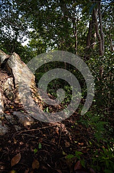 Tropical rainforest agains shallow depth of field for background and environment concept