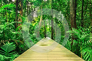 Tropical rainforest in asia with wood walk way, Krabi, Thailand