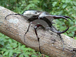 Tropical Rainforest Beetle