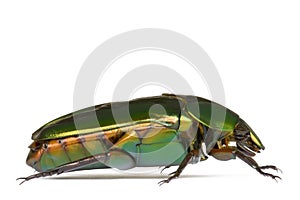 Tropical Rainforest Beetle