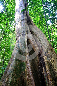 Tropical rainforest big tree