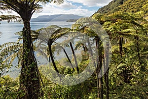 Tropical rainforest with black tree ferns at lake Tarawera, New Zealand