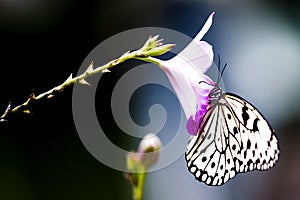 Tropical Rainforest Butterfly