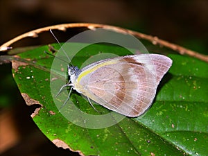 Tropical Rainforest Butterfly Queensland