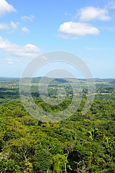 Tropical Rainforest Canopy