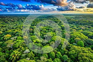 Tropical Rainforest Canopy Aerial Sunset View