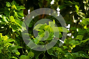 A tropical rainforest cluster of leaves