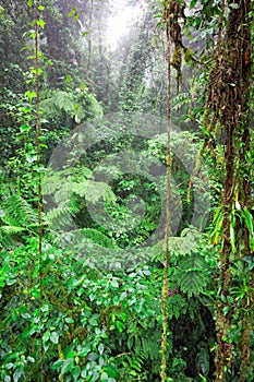 Tropical Rainforest, Costa Rica