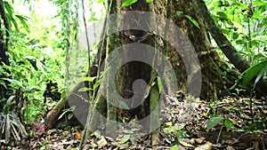 Tropical Rainforest Costa Rica Jungle Detail, Close Up of Trees and Large Twisted Tree Roots, Plants