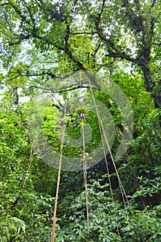 Tropical rainforest in Dominica