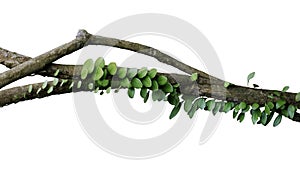 Tropical rainforest Dragon scale fern Pyrrosia piloselloides  epiphytic creeping plant with round fleshy green leaves growing on