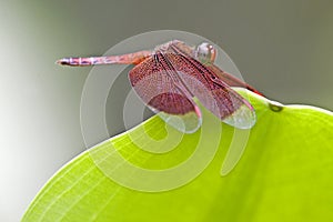 Tropical Rainforest Dragonfly