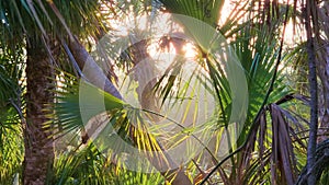 Tropical rainforest ecosystem. Florida jungles with green palm trees and wild vegetation in southern USA