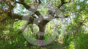 Tropical rainforest ecosystem. Florida jungles with green palm trees and wild vegetation in southern USA