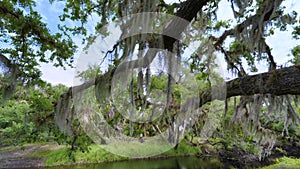 Tropical rainforest ecosystem. Florida jungles with Live Oaks covered with Spanish Moss and green palm trees in southern