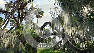 Tropical rainforest ecosystem. Florida jungles with Live Oaks covered with Spanish Moss and green palm trees in southern