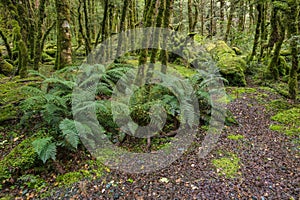 Tropical rainforest with ferns and moss covered trees in Fiordland National Park, New Zealand