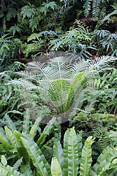 A tropical rainforest filled with ferns, moss and plants photo
