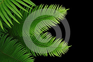 Tropical rainforest green leaves fern foliage plant on black background