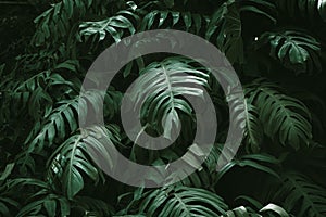 Tropical Rainforest Green leaves of Monstera philodendron nature plant image for home decoration background wallpaper