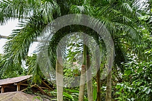 Tropical Rainforest greenhouse photo