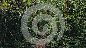 tropical rainforest jungle path with lush vegetation