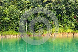 Tropical rainforest at Kenyir Lake